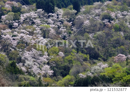 桜山の新緑と桜　【相模原市津久井　4月】 121532877
