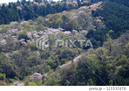 桜山の新緑と桜　【相模原市津久井　4月】 121532878