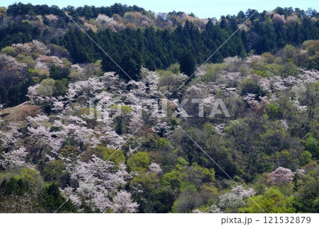 桜山の新緑と桜 【相模原市津久井 4月】 桜山の新緑と桜 【相模原市津久井 4月】 121532879