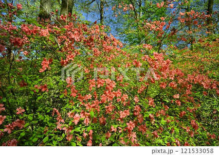 二本木峠（東秩父村）周辺の花咲く山つつじ群生地 121533058