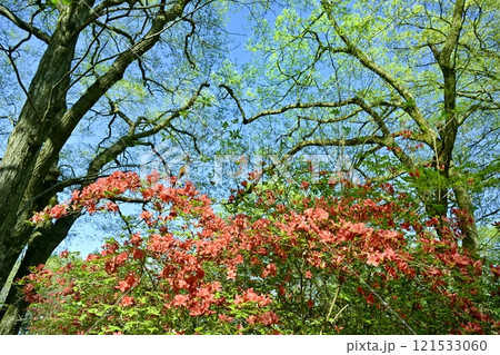 二本木峠（東秩父村）周辺の花咲く山つつじ群生地 121533060