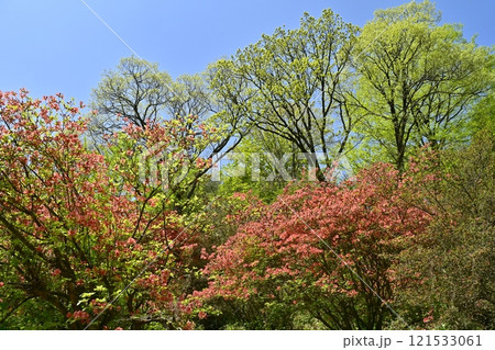 二本木峠（東秩父村）周辺の花咲く山つつじ群生地 121533061