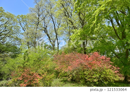 二本木峠（東秩父村）周辺の花咲く山つつじ群生地 121533064