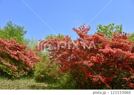 二本木峠(東秩父村)周辺の花咲く山つつじ群生地 二本木峠(東秩父村)周辺の花咲く山つつじ群生地 121533068