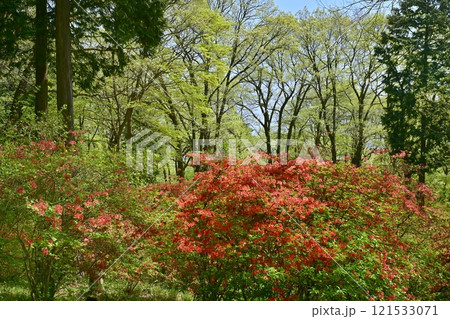 二本木峠（東秩父村）周辺の花咲く山つつじ群生地 121533071
