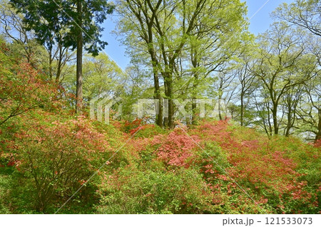 二本木峠（東秩父村）周辺の花咲く山つつじ群生地 121533073