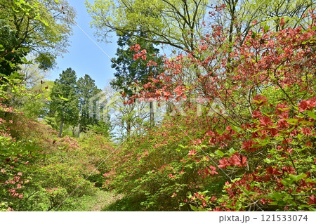 二本木峠(東秩父村)周辺の花咲く山つつじ群生地 二本木峠(東秩父村)周辺の花咲く山つつじ群生地 121533074
