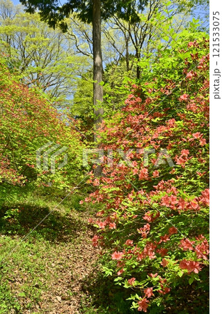 二本木峠（東秩父村）周辺の花咲く山つつじ群生地 121533075