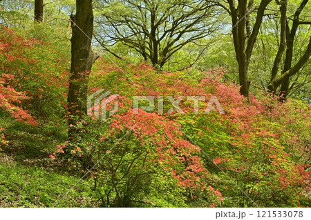 二本木峠（東秩父村）周辺の花咲く山つつじ群生地 121533078