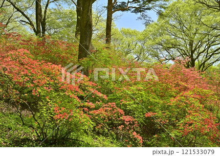 二本木峠(東秩父村)周辺の花咲く山つつじ群生地 二本木峠(東秩父村)周辺の花咲く山つつじ群生地 121533079