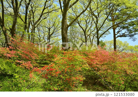 二本木峠(東秩父村)周辺の花咲く山つつじ群生地 二本木峠(東秩父村)周辺の花咲く山つつじ群生地 121533080