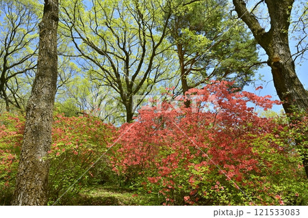 二本木峠(東秩父村)周辺の花咲く山つつじ群生地 二本木峠(東秩父村)周辺の花咲く山つつじ群生地 121533083
