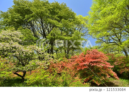 二本木峠(東秩父村)周辺の花咲く山つつじ群生地 二本木峠(東秩父村)周辺の花咲く山つつじ群生地 121533084