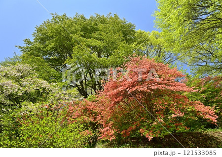 二本木峠（東秩父村）周辺の花咲く山つつじ群生地 121533085