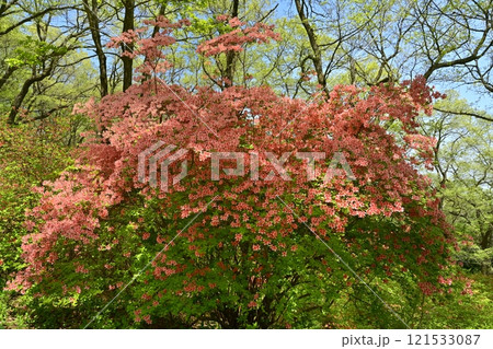 二本木峠（東秩父村）周辺の花咲く山つつじ群生地 121533087