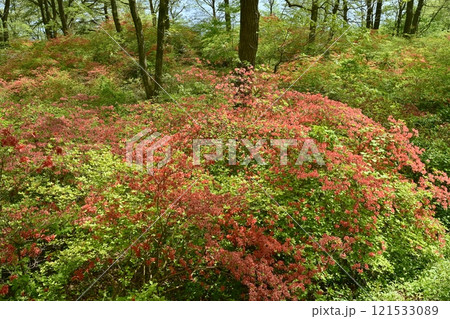 二本木峠（東秩父村）周辺の花咲く山つつじ群生地 121533089