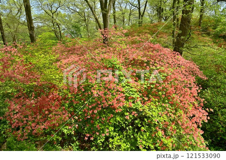 二本木峠(東秩父村)周辺の花咲く山つつじ群生地 二本木峠(東秩父村)周辺の花咲く山つつじ群生地 121533090