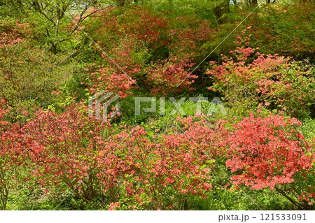 二本木峠(東秩父村)周辺の花咲く山つつじ群生地 二本木峠(東秩父村)周辺の花咲く山つつじ群生地 121533091