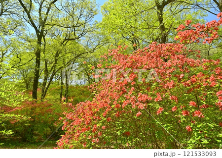 二本木峠（東秩父村）周辺の花咲く山つつじ群生地 121533093