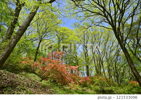 二本木峠(東秩父村)周辺の花咲く山つつじ群生地 二本木峠(東秩父村)周辺の花咲く山つつじ群生地 121533096