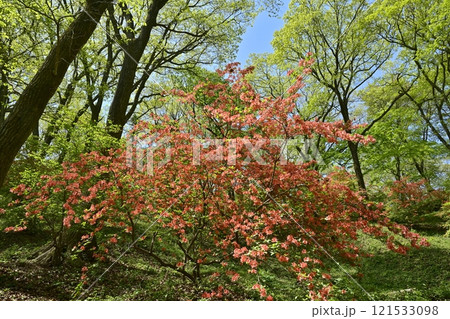 二本木峠（東秩父村）周辺の花咲く山つつじ群生地 121533098