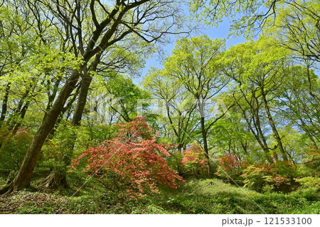 二本木峠(東秩父村)周辺の花咲く山つつじ群生地 二本木峠(東秩父村)周辺の花咲く山つつじ群生地 121533100
