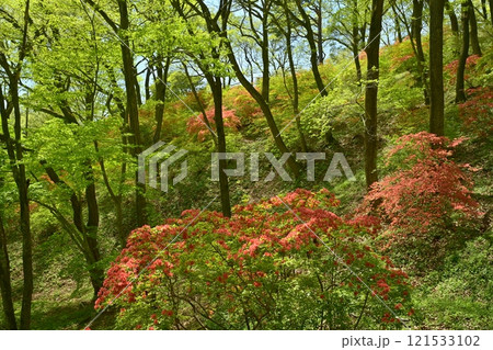 二本木峠（東秩父村）周辺の花咲く山つつじ群生地 121533102