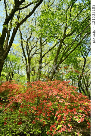 二本木峠(東秩父村)周辺の花咲く山つつじ群生地 二本木峠(東秩父村)周辺の花咲く山つつじ群生地 121533105