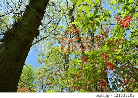 二本木峠（東秩父村）周辺の花咲く山つつじ群生地 121533108