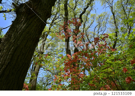二本木峠(東秩父村)周辺の花咲く山つつじ群生地 二本木峠(東秩父村)周辺の花咲く山つつじ群生地 121533109
