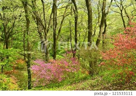 二本木峠（東秩父村）周辺の花咲く山つつじ群生地 121533111