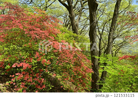 二本木峠(東秩父村)周辺の花咲く山つつじ群生地 二本木峠(東秩父村)周辺の花咲く山つつじ群生地 121533115