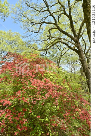 二本木峠(東秩父村)周辺の花咲く山つつじ群生地 二本木峠(東秩父村)周辺の花咲く山つつじ群生地 121533116