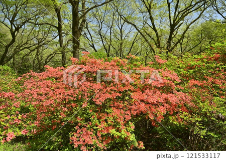 二本木峠(東秩父村)周辺の花咲く山つつじ群生地 二本木峠(東秩父村)周辺の花咲く山つつじ群生地 121533117