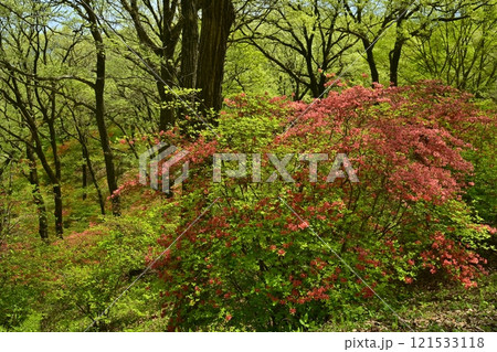 二本木峠（東秩父村）周辺の花咲く山つつじ群生地 121533118