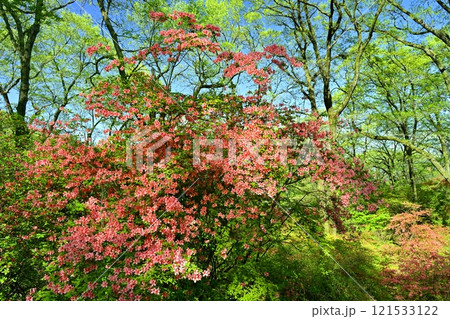 二本木峠（東秩父村）周辺の花咲く山つつじ群生地 121533122