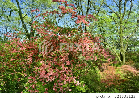 二本木峠（東秩父村）周辺の花咲く山つつじ群生地 121533123