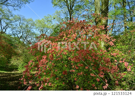 二本木峠(東秩父村)周辺の花咲く山つつじ群生地 二本木峠(東秩父村)周辺の花咲く山つつじ群生地 121533124