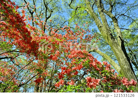 二本木峠（東秩父村）周辺の花咲く山つつじ群生地 121533126