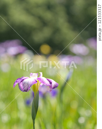 初夏に咲いた菖蒲 121533317