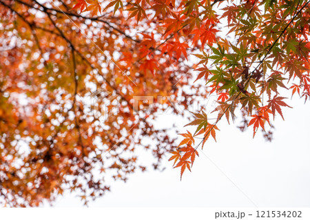 Close up of autumn colored maple leaves hanging on the trees against blurred trees and sky backgrouond 121534202
