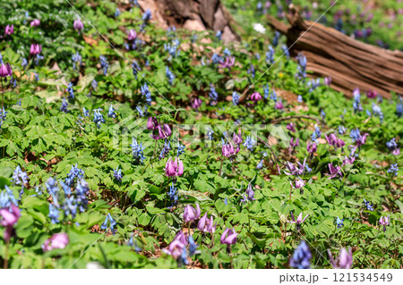 北海道平取町、早春の森を彩るエゾエンゴサクとカタクリ【4月】 121534549