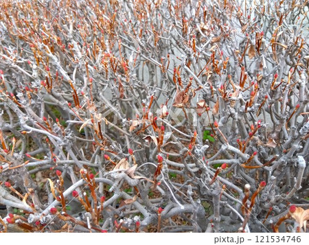 早春の植え込みの芽吹きのドウダンツツジ 早春の植え込みの芽吹きのドウダンツツジ 121534746