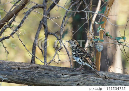 トラツグミ 121534785