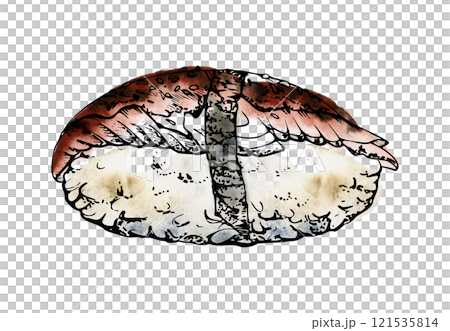 Traditional Japanese food, nigiri sushi with raw fish unagi saba mackerel with nori wrap, sesame seeds hand drawn in watercolor, ink. Illustration for restaurant, cafe menu, kitchen, cook recipe book 121535814