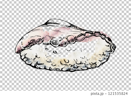 Traditional Japanese food, nigiri sushi raw fish on rice ball, octopus tako tentacle slices hand drawn in watercolor, ink. Isolated illustration for restaurant, cafe menu, kitchen, cooking recipe book Traditional Japanese food, nigiri sushi raw fish on rice ball, octopus tako tentacle slices hand drawn in watercolor, ink. Isolated illustration for restaurant, cafe menu, kitchen, cooking recipe book 121535824