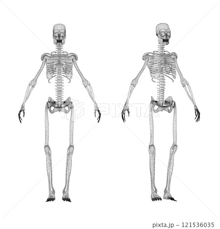 Set with human skeleton wireframe from black...のイラスト素材 [121536035] - PIXTA