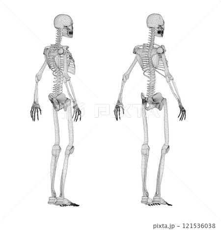 Set with human skeleton wireframe from black lines isolated on white background. Side view, back. 3D. Vector illustration. Set with human skeleton wireframe from black lines isolated on white background. Side view, back. 3D. Vector illustration. 121536038
