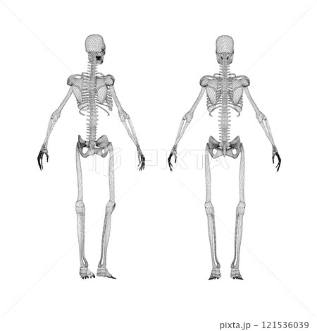 Set with human skeleton wireframe from black lines isolated on white background. Back view. 3D. Vector illustration. Set with human skeleton wireframe from black lines isolated on white background. Back view. 3D. Vector illustration. 121536039