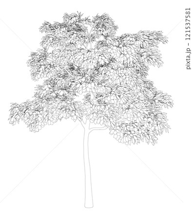 Outline of a detailed tree from black lines isolated on a white background. Front view. 3D. Vector illustration. 121537581